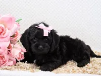 Nina, a female Cockapoo for sale in Loyal, WI – 3 of 7