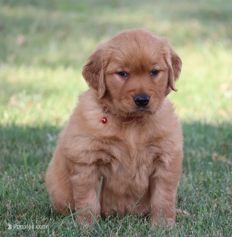  AKC Buster  – Golden Retriever puppy for sale in Loyal, WI