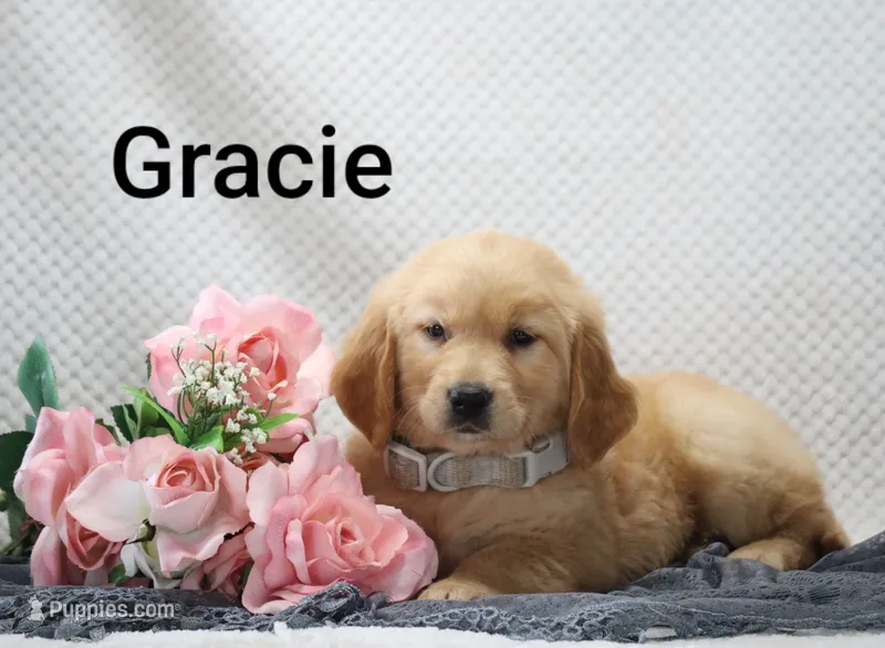 Graci  – Golden Retriever puppy for sale in Loyal, WI