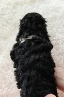 Nelli, a female Cockapoo for sale in Loyal, WI – Photo 8 of 8