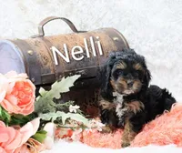 Nelli, a female Cockapoo for sale in Loyal, WI – Photo 2 of 8