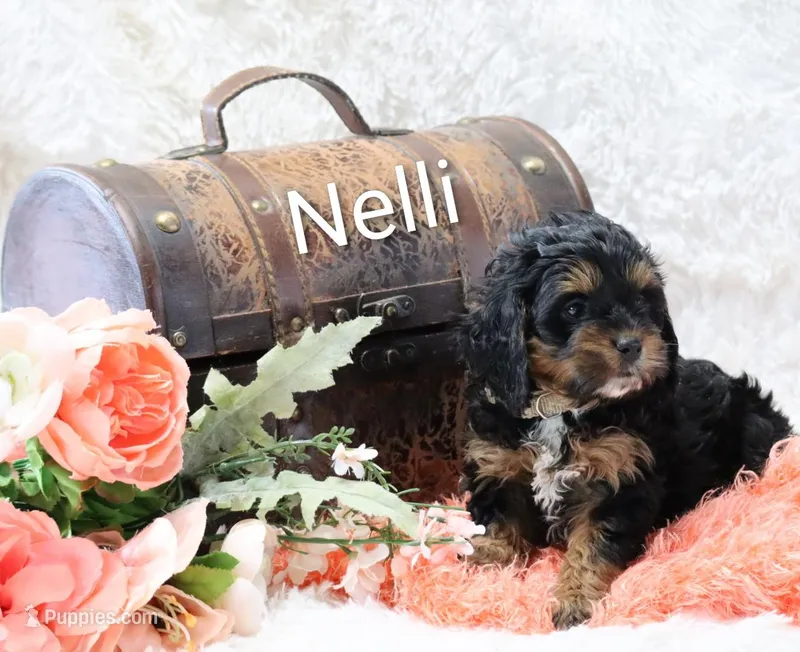 Nelli – Cockapoo puppy for sale in Loyal, WI