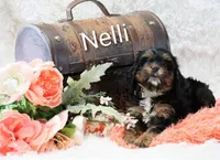Nelli, a female Cockapoo for sale in Loyal, WI – Photo 6 of 8