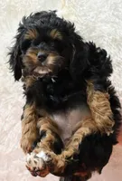 Nelli, a female Cockapoo for sale in Loyal, WI – Photo 7 of 8