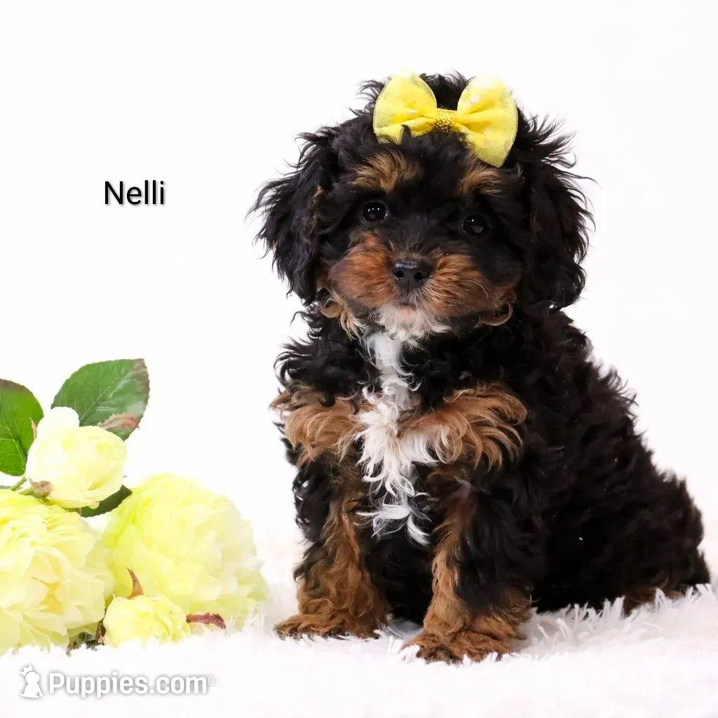 Nelli – Cockapoo puppy for sale in Loyal, WI