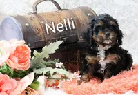 Nelli, a female Cockapoo for sale in Loyal, WI – Photo 5 of 8