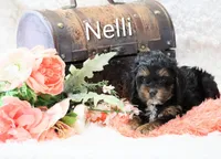 Nelli, a female Cockapoo for sale in Loyal, WI – Photo 3 of 8