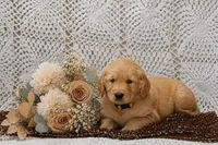 AKC Mozo, a male Golden Retriever for sale in Loyal, WI – 4 of 4
