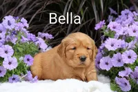  AKC Bella, a female Golden Retriever for sale in Loyal, WI – 3 of 7