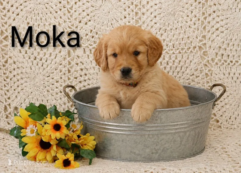 AKC  Moka – Golden Retriever puppy for sale in Loyal, WI
