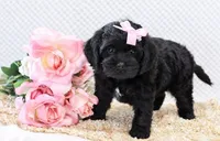 Nina, a female Cockapoo for sale in Loyal, WI – 5 of 7