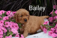AKC Bailey , a female Golden Retriever for sale in Loyal, WI – 4 of 7