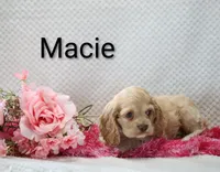 Macie, a female Cocker Spaniel for sale in Loyal, WI – 3 of 6