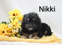 Nikki, a male Cockapoo for sale in Loyal, WI – 1 of 5