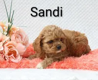 Sandi, a female Cockapoo for sale in Loyal, WI – 2 of 5