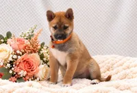 Renni, a female Shiba Inu for sale in Loyal, WI – 2 of 7
