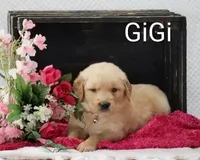 Gigi, a female Golden Retriever for sale in Loyal, WI – 2 of 4