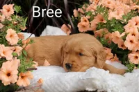  AKC Bree, a female Golden Retriever for sale in Loyal, WI – 2 of 9