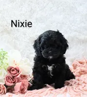 Nixie, a female Cockapoo for sale in Loyal, WI – Photo 1 of 5