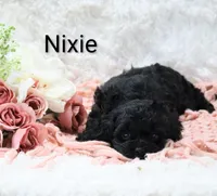 Nixie, a female Cockapoo for sale in Loyal, WI – Photo 3 of 5