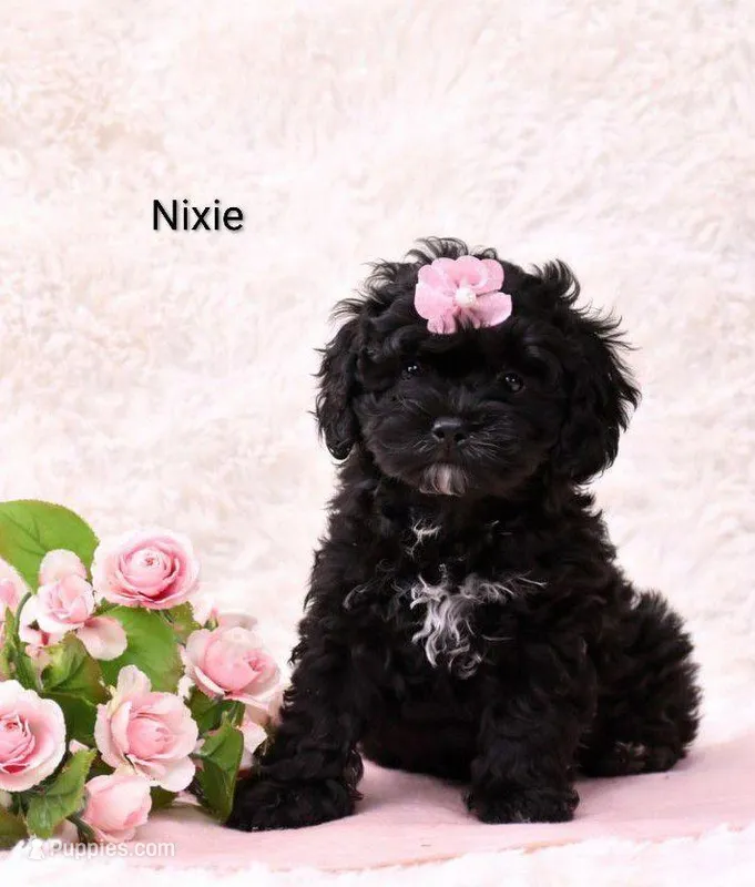 Nixie – Cockapoo puppy for sale in Loyal, WI