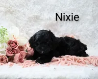 Nixie, a female Cockapoo for sale in Loyal, WI – Photo 2 of 5