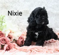 Nixie, a female Cockapoo for sale in Loyal, WI – Photo 4 of 5