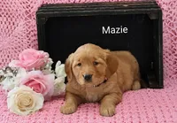 AKC Mazie, a female Golden Retriever for sale in Loyal, WI – 4 of 4