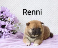 Renni, a female Shiba Inu for sale in Loyal, WI – 4 of 5