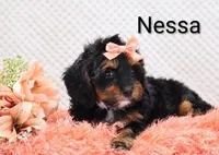 Nessa, a female Cockapoo for sale in Loyal, WI – 4 of 6