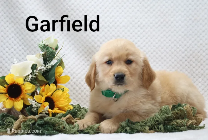 Garfield  – Golden Retriever puppy for sale in Loyal, WI