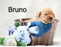 Bruno, a male Golden Retriever for sale in Loyal, WI – 2 of 3