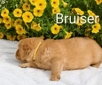 AKC Bruiser , a male Golden Retriever for sale in Loyal, WI – 3 of 8