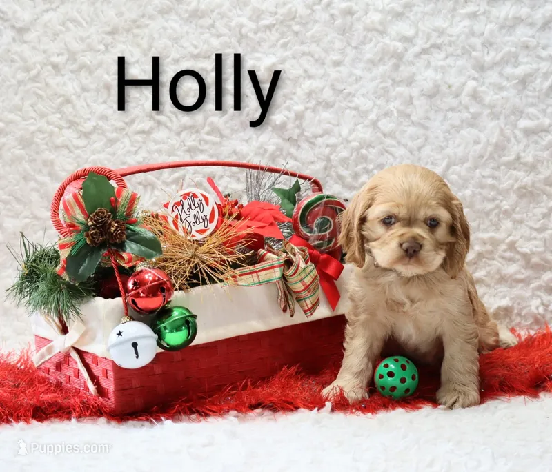 Holly