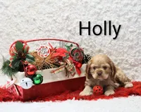 Holly, a female Cocker Spaniel for sale in Loyal, WI – Photo 4 of 4