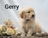 Gerry, a male Golden Retriever for sale in Loyal, WI – 2 of 10