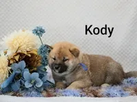 Kody, a male Shiba Inu for sale in Loyal, WI – 3 of 6