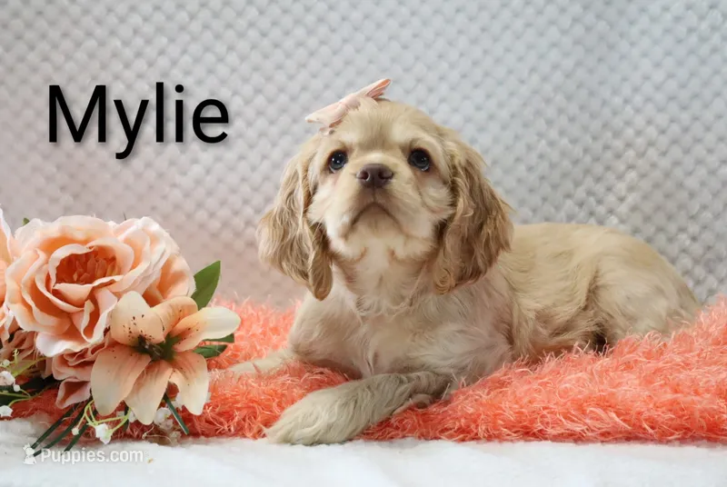 Mylie – Cocker Spaniel puppy for sale in Loyal, WI