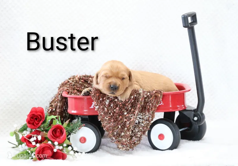 Buster  – Golden Retriever puppy for sale in Loyal, WI