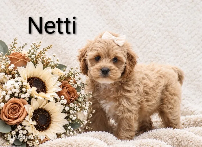Netti – Cockapoo puppy for sale in Loyal, WI
