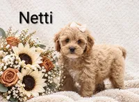 Netti, a female Cockapoo for sale in Loyal, WI – 1 of 5