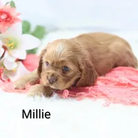 Millie, a female Cocker Spaniel for sale in Loyal, WI – Photo 5 of 7