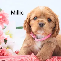 Millie, a female Cocker Spaniel for sale in Loyal, WI – Photo 7 of 7