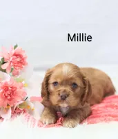 Millie, a female Cocker Spaniel for sale in Loyal, WI – Photo 3 of 7