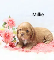 Millie, a female Cocker Spaniel for sale in Loyal, WI – Photo 4 of 7