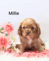 Millie, a female Cocker Spaniel for sale in Loyal, WI – Photo 2 of 7