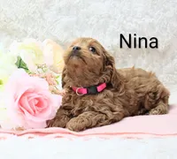 Nina, a female Cockapoo for sale in Loyal, WI – Photo 6 of 6