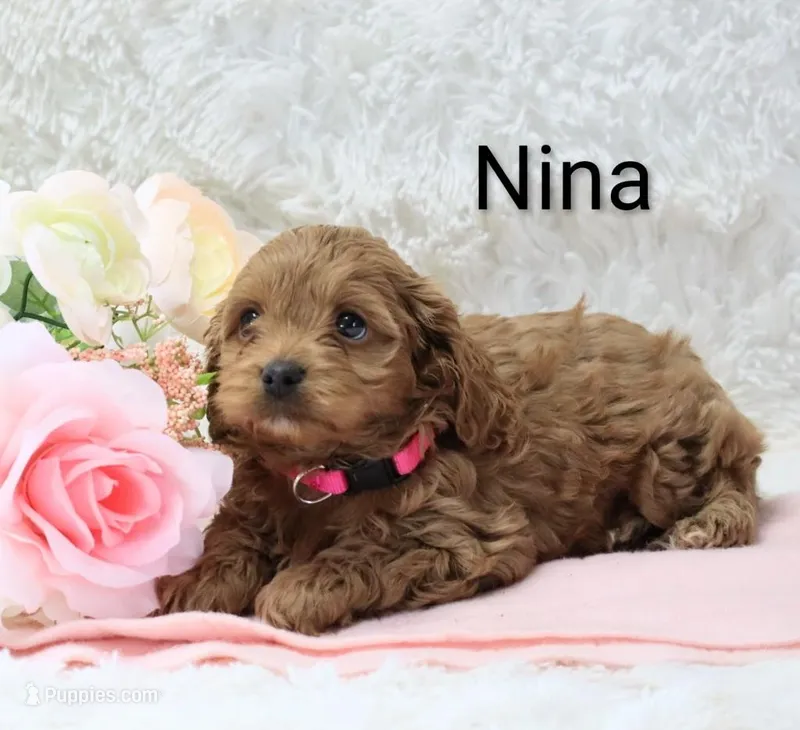 Nina – Cockapoo puppy for sale in Loyal, WI