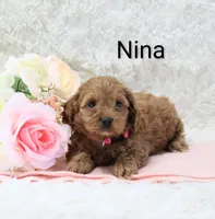 Nina, a female Cockapoo for sale in Loyal, WI – Photo 2 of 6