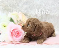 Nina, a female Cockapoo for sale in Loyal, WI – Photo 4 of 6